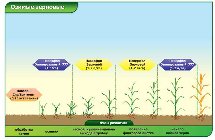 Фазы лета. Удобрение Яровой пшеницы схема. Листовая подкормка пшеницы карбамидом. Подкормка озимой пшеницы. Фазы развития злаковых.