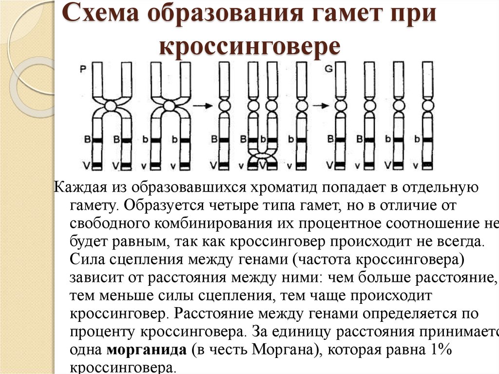 Биологический смысл кроссинговера