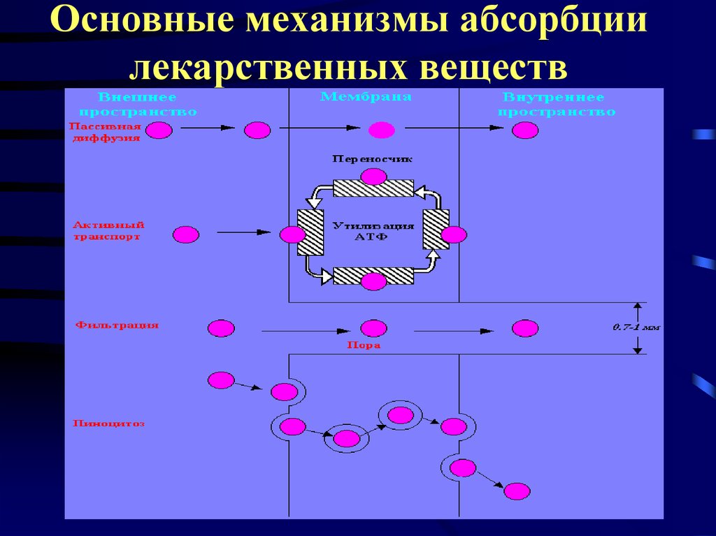 Механизм обеспечивающие. Механизмы всасывания лекарственных средств. Основной механизм всасывания лекарственных веществ. Основные механизмы абсорбции лекарственных средств. Механизмы резорбции лекарственных веществ.