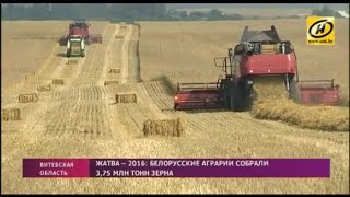 Гусеничный комбайн Гомсельмаш на жатве в Беларуси