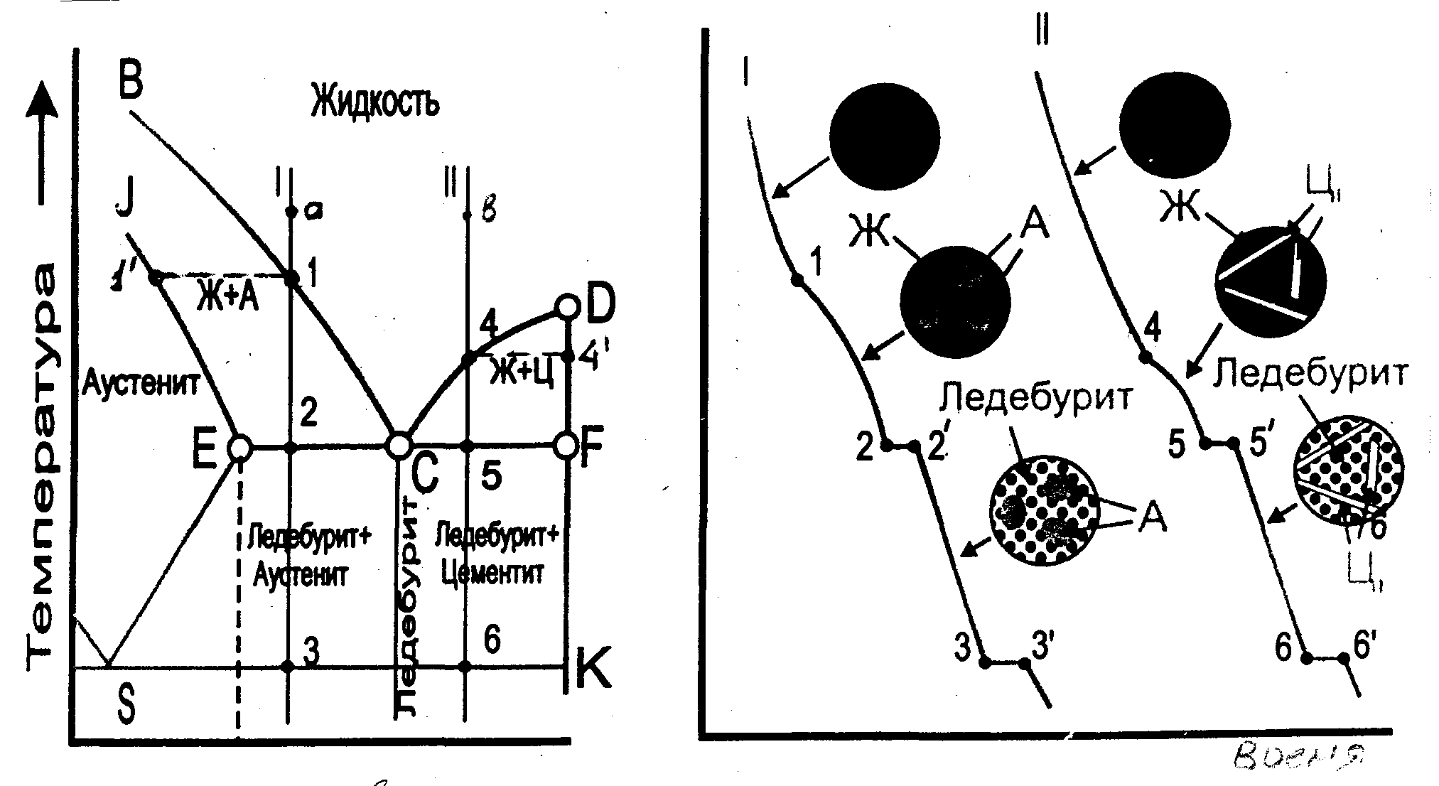 Аустенит. Структуры феррит аустенит ледебурит перлит и цементит. Перлит цементит ледебурит структура. Аустенит цементит ледебурит структура. Кривая охлаждения заэвтектического чугуна.