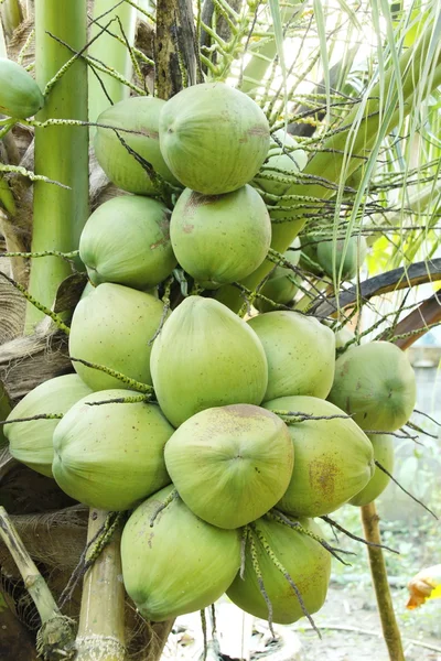 Свежие кокосы на кокосовой пальмы. — стоковое фото