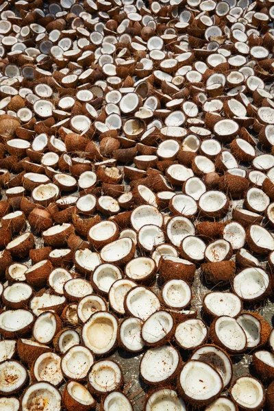 Сушка кокосы, Керала, Индия и Южная — стоковое фото